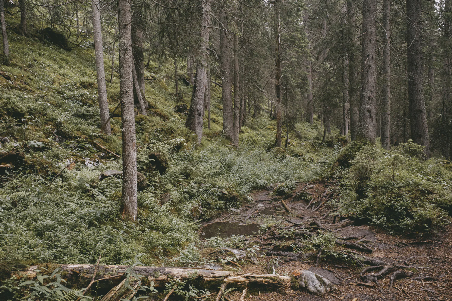 Lechweg (Juli, 2025)