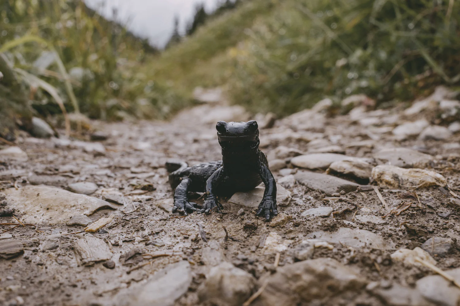 Lechweg (Juli, 2025)