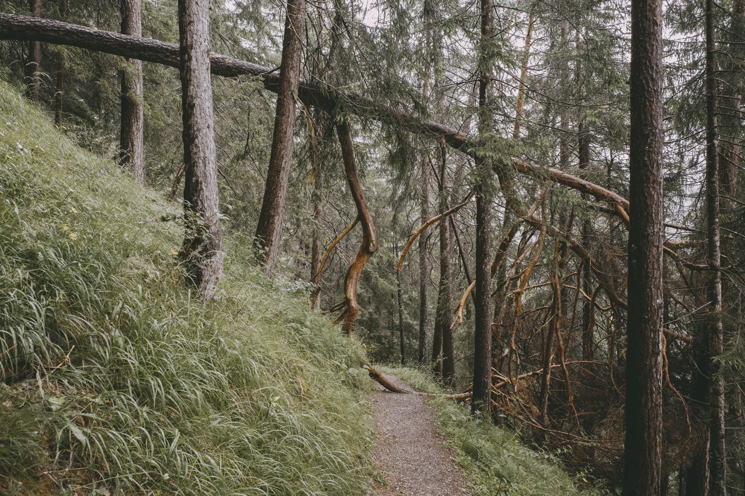 Lechweg (Juli, 2025)