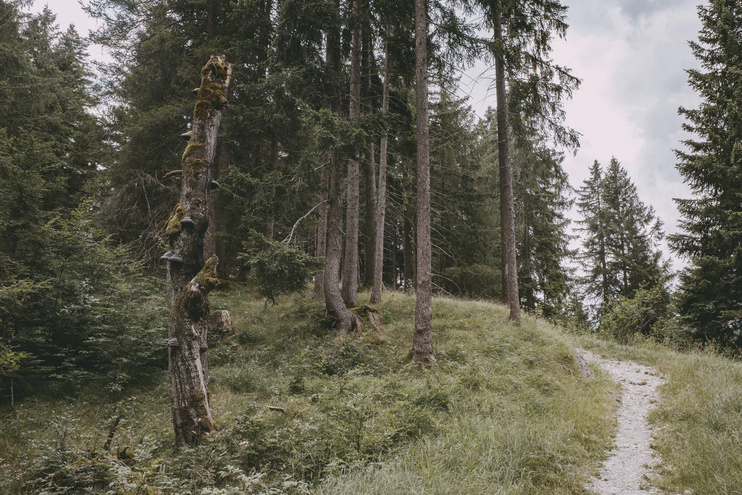 Lechweg (Juli, 2025)