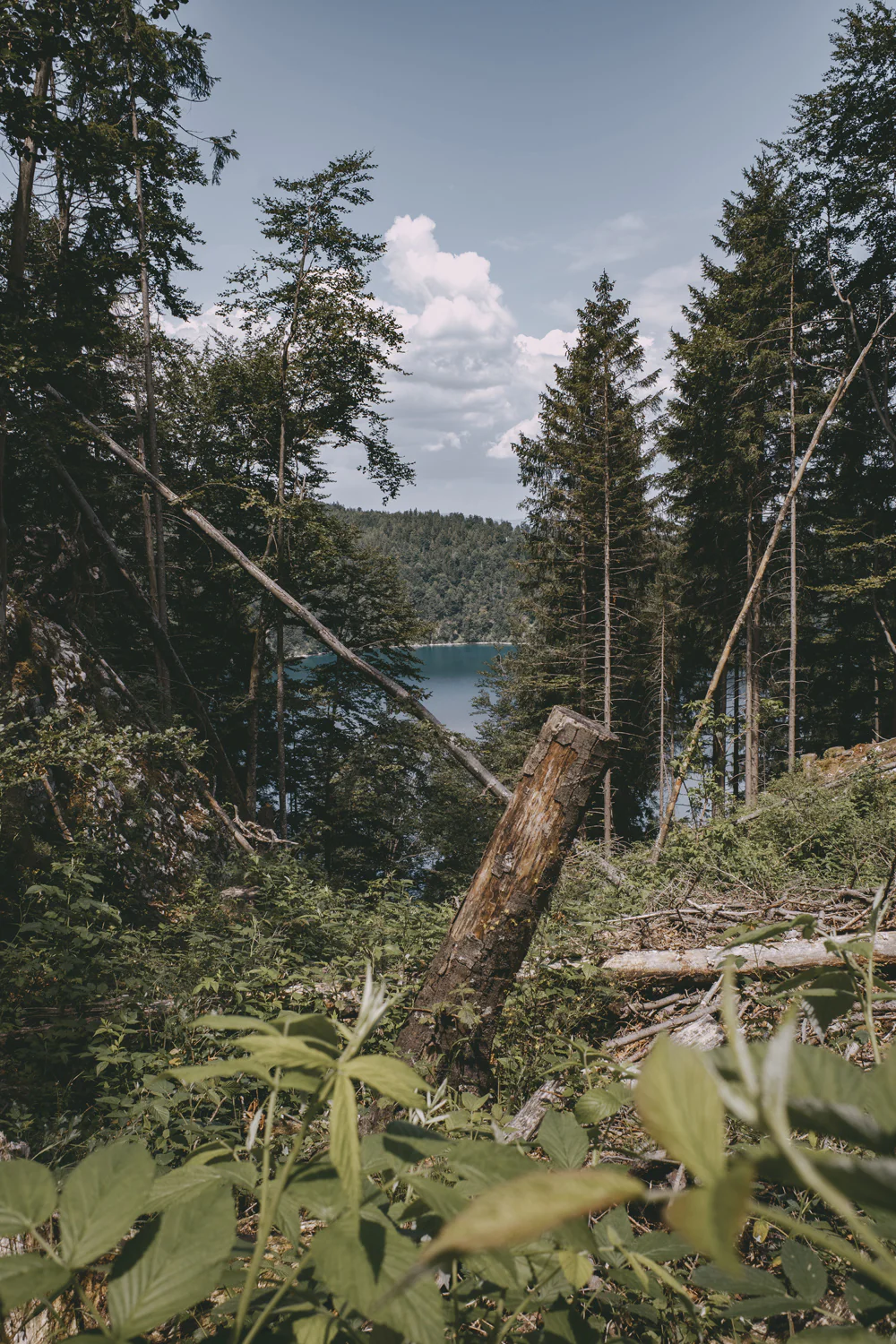 Lechweg (Juli, 2025)