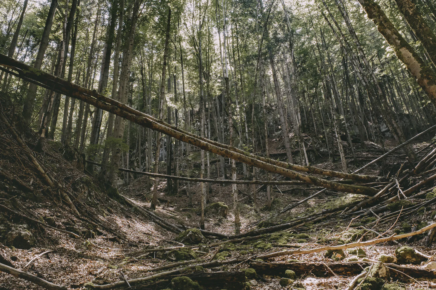 Lechweg (Juli, 2025)